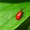 Red Flower Beetle