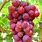 Red Grape Plant