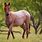 Red Roan Mustang Horse
