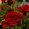 Red Rose Scenery