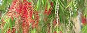Red Willow Flowers
