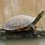 Red-Bellied Cooter