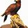 Red-tailed Hawk Figurine