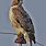 Red-tailed Hawk Texas