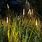 Reed Landscape Lighting