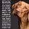 Rescue Dog Sayings