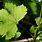 Ribes Leaves