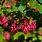 Ribes Sanguineum Flowering Currant