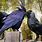 Rooks Crows Ravens Jackdaws