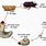 Rove Beetle Life Cycle