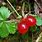 Rubus Pedatus