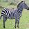 Safari Animals Zebra