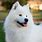 Samoyed Pictures