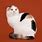 Scottish Fold Calico Cat