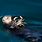 Sea Otter Ecosystem