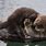 Sea Otter Love