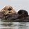Sea Otter in Water