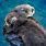 Sea Otters Hugging