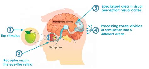 Seeing and feeling merge in the brain to shape perception