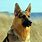 Shepherd Dog Pixabay