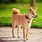 Shiba Inu Adult