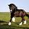 Shire Draft Horse Breed