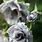Silver Roses Flowers