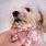 Skin Infections On Dogs