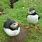 Skomer Island Wales Puffins