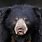 Sloth Bear Face
