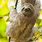 Sloth Monkey