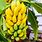 Small Banana Plant