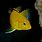 Small Cichlid Fish