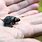 Smallest Turtle