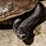 Snake Neck Turtle