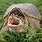 Snapping Turtle Nose