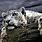 Snow Leopard Wallpaper 1080P
