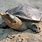 Soft Shell Black Turtle