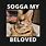 Sogga Cat Meme