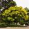 Sophora Japonica Tree