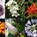 South African Flowers List