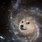 Space Dog Doge Meme