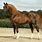 Spanish Arabian Horse