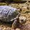 Speckled Cape Tortoise
