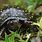 Spotted Turtle Clemmys Guttata