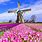 Spring Netherlands Wallpaper