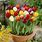 Spring Tulip Bulbs
