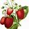 Strawberry Plant Clip Art