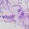 Streptococcus Under Microscope