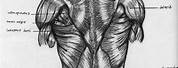 Strong Lower Back Muscles Drawing